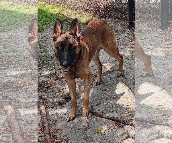 Medium Photo #2 German Shepherd Dog Puppy For Sale in Plantation, FL, USA