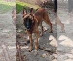 Small Photo #2 German Shepherd Dog Puppy For Sale in Plantation, FL, USA
