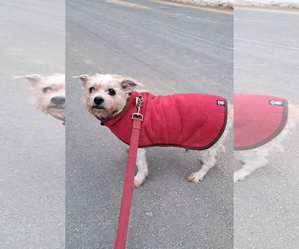 Medium Photo #2 Mutt Puppy For Sale in Shelburne, VT, USA