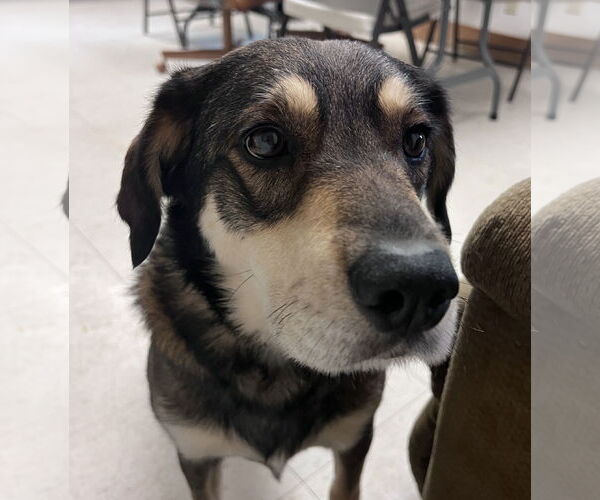 Medium Photo #7 Labsky Puppy For Sale in Webster, WI, USA