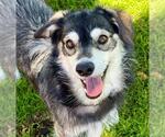 Small #1 Siberian Husky-Whippet Mix