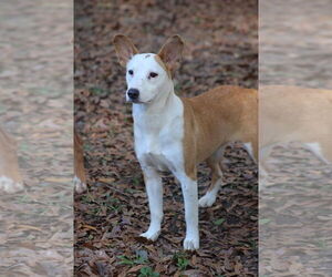Mutt Dogs for adoption in Ocean Springs, MS, USA