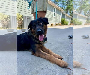 German Shepherd Dog-Unknown Mix Dogs for adoption in Rolesville, NC, USA