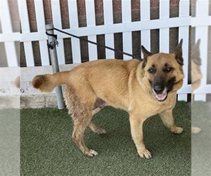 German Shepherd Dog Dogs for adoption in Modesto, CA, USA
