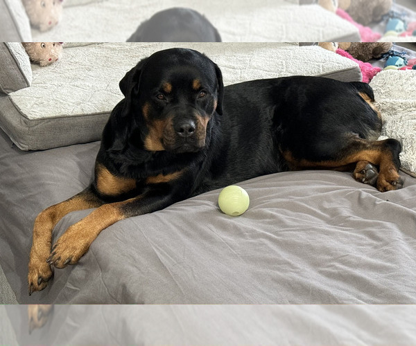 Medium Photo #2 Rottweiler Puppy For Sale in NORMAL, IL, USA