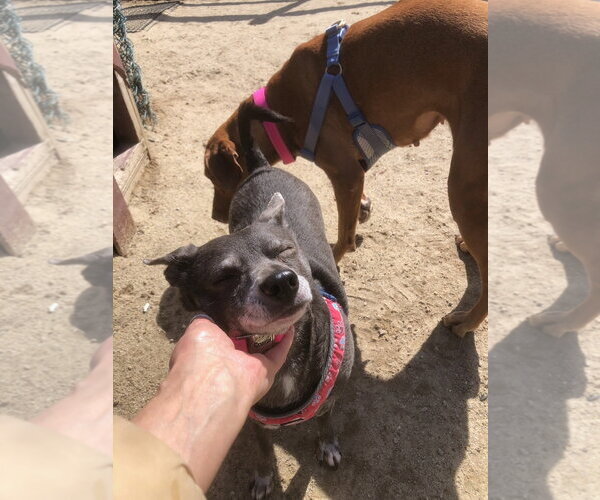 Medium Photo #4 Chihuahua-Unknown Mix Puppy For Sale in East Derry, NH, USA