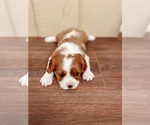 Small Photo #5 Cavalier King Charles Spaniel Puppy For Sale in BOX SPRINGS, CA, USA