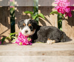 Puppy Pearl Miniature Bernedoodle