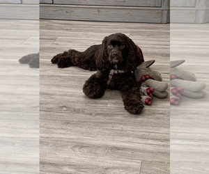 Mother of the Cockapoo puppies born on 03/20/2025