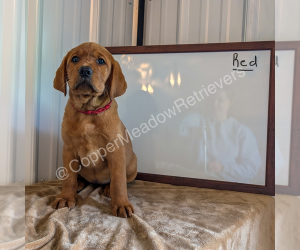 Medium Photo #6 Labrador Retriever Puppy For Sale in ATWATER, MN, USA