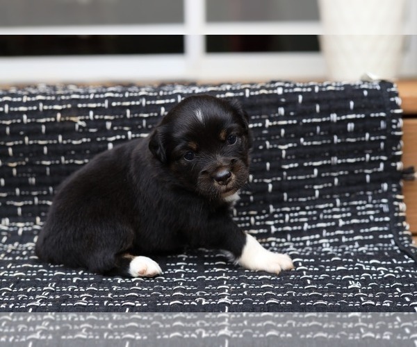 Medium Photo #12 Miniature American Shepherd Puppy For Sale in DAWSON, GA, USA
