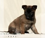 Small Belgian Malinois