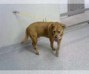 Labralas Dogs for adoption in Pasadena, TX, USA