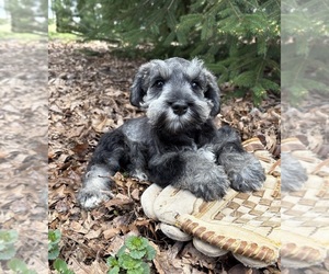Schnauzer (Miniature) Puppy for sale in MIDDLEBURY, IN, USA