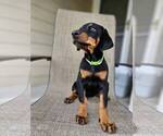 Small Photo #3 Doberman Pinscher Puppy For Sale in CENTENNIAL, CO, USA
