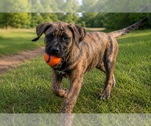 Presa Canario Puppy for sale in ANSON, ME, USA