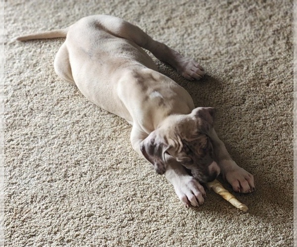 Medium Photo #1 Great Dane Puppy For Sale in BATTLE GROUND, WA, USA