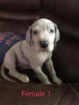 Medium Photo #5 Great Dane Puppy For Sale in ARCHERS LODGE, NC, USA