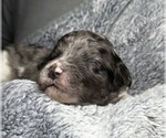 Small Photo #7 Goldendoodle Puppy For Sale in HOWARD CITY, MI, USA