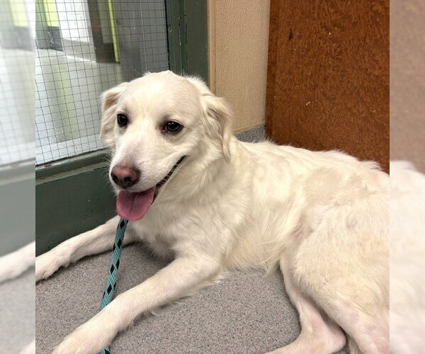 Medium Photo #1 Cocker Spaniel-Unknown Mix Puppy For Sale in Rancho Cucamonga, CA, USA