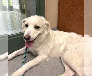 Cocker Spaniel-Unknown Mix Dogs for adoption in Rancho Cucamonga, CA, USA