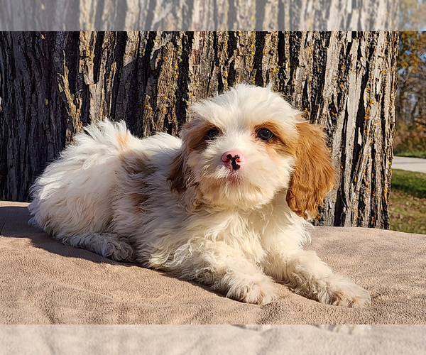 Medium Photo #21 Cavapoo (Miniature)-Poodle (Standard) Mix Puppy For Sale in CAPAC, MI, USA