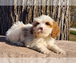Small Photo #21 Cavapoo (Miniature)-Poodle (Standard) Mix Puppy For Sale in CAPAC, MI, USA