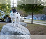 Small Photo #4 Labbe Puppy For Sale in Southbury, CT, USA