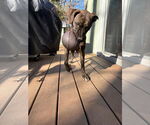 Small #13 Labrador Retriever Mix