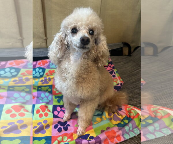 Medium Photo #4 Poodle (Miniature) Puppy For Sale in Pacolet, SC, USA