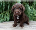 Small #4 Labradoodle