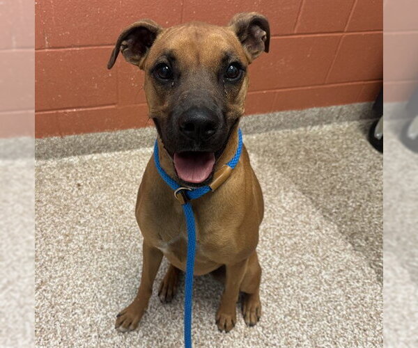 Medium Photo #1 Boxer-Unknown Mix Puppy For Sale in Pueblo, CO, USA