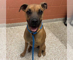 MIA - Female Boxer-Unknown Mix Dog for Adoption
