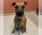 MIA - Female Boxer-Unknown Mix Dog for Adoption - Small photo