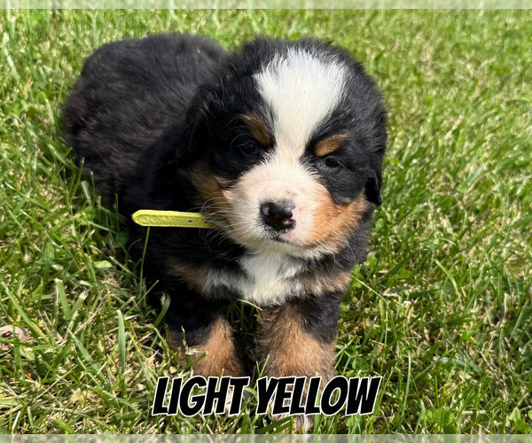 Medium Photo #2 Bernese Mountain Dog Puppy For Sale in KIRKSVILLE, MO, USA