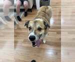 Small Huskies  Mix