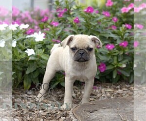 Pug Puppy for sale in SHIPPENSBURG, PA, USA