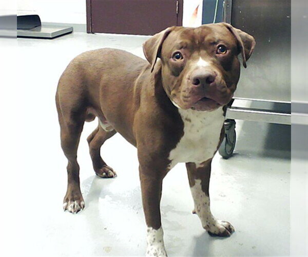 Medium Photo #1 Mutt Puppy For Sale in Fayetteville, NC, USA