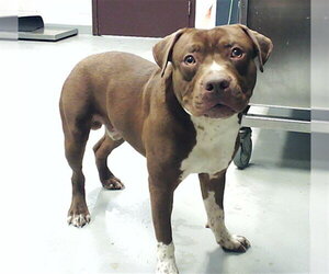 Mutt Dogs for adoption in Fayetteville, NC, USA