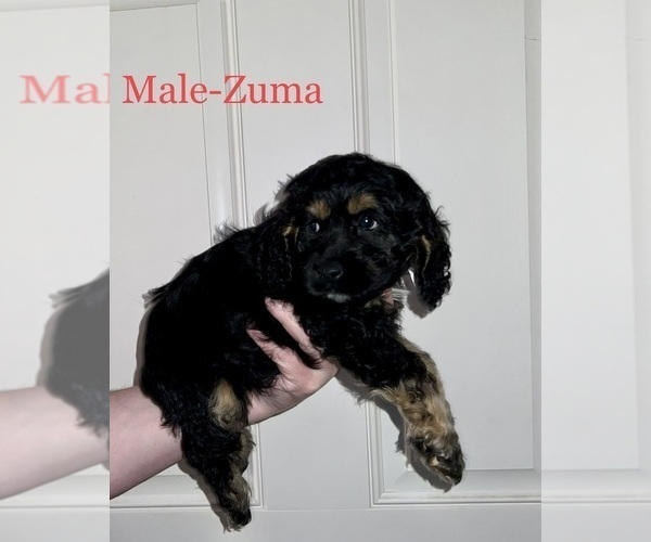 Medium Photo #7 Cockapoo Puppy For Sale in BISHOPVILLE, SC, USA
