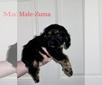 Small Photo #7 Cockapoo Puppy For Sale in BISHOPVILLE, SC, USA