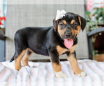 Small #1 Beagle-Mutt Mix
