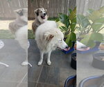 Small #65 Chow Chow-Great Pyrenees Mix