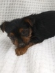 Small Photo #1 Yorkshire Terrier Puppy For Sale in BELLEVILLE, PA, USA
