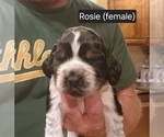 Puppy Rosie English Springer Spaniel