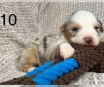 Small Photo #2 Australian Shepherd Puppy For Sale in TONASKET, WA, USA