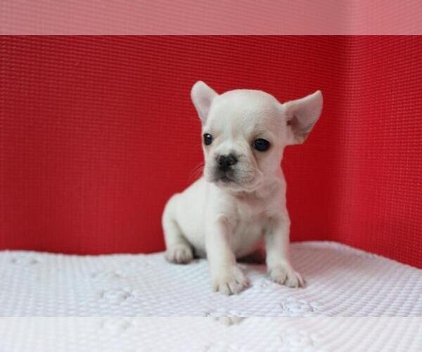 Medium Photo #1 French Bulldog Puppy For Sale in GRAPEVINE, TX, USA