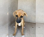 Small Black Mouth Cur Mix
