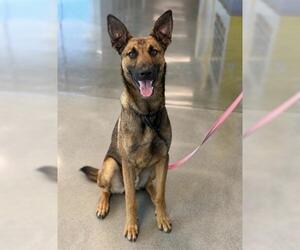 German Shepherd Dog-Unknown Mix Dogs for adoption in San Martin, CA, USA