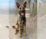 Small German Shepherd Dog Mix
